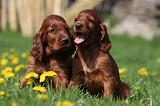 SETTER IRLANDAIS 183